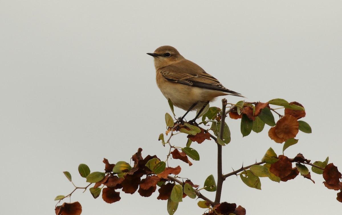 Northern Wheatear - ML215037791