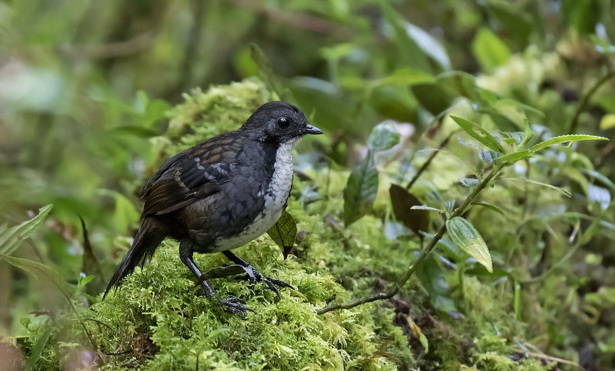 Papuan Logrunner - Daniel López-Velasco | Ornis Birding Expeditions