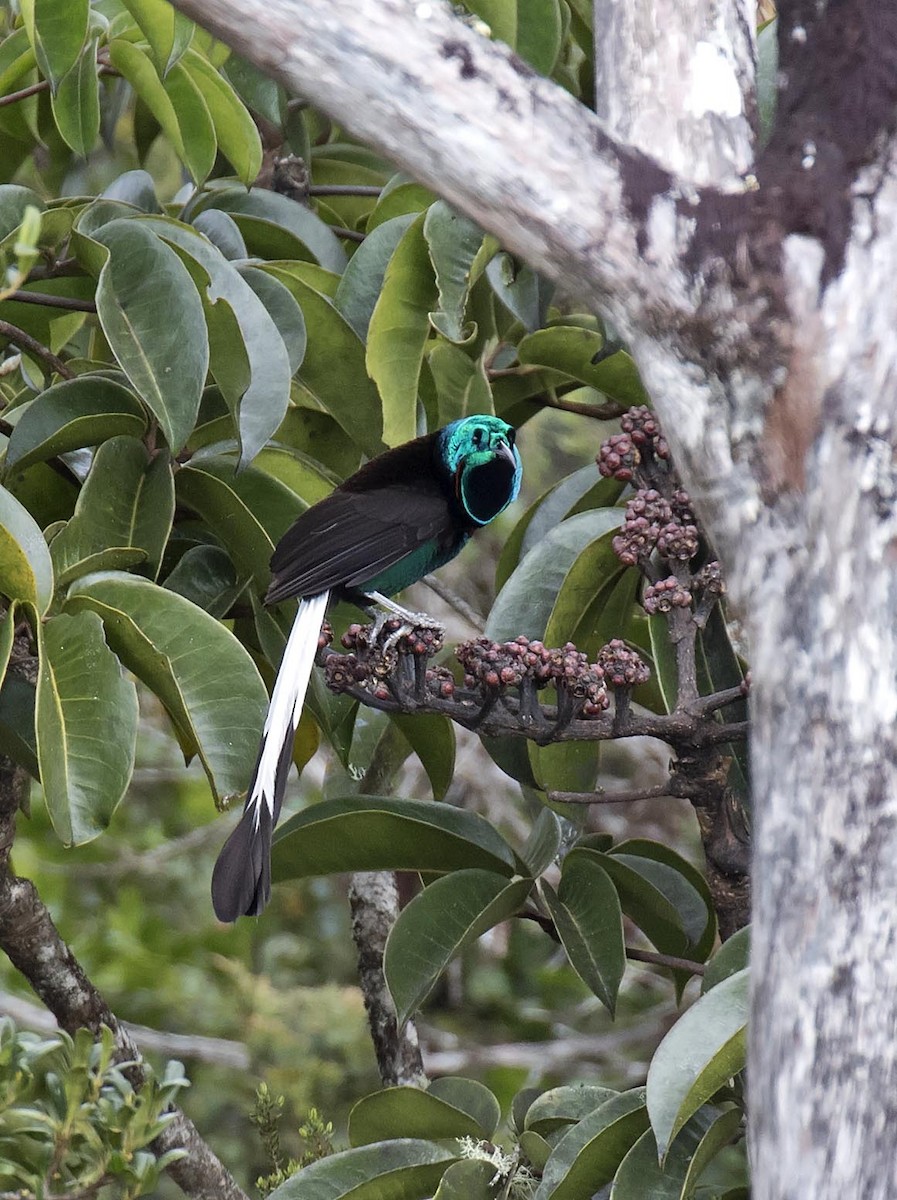 Splendid Astrapia - Daniel López-Velasco | Ornis Birding Expeditions
