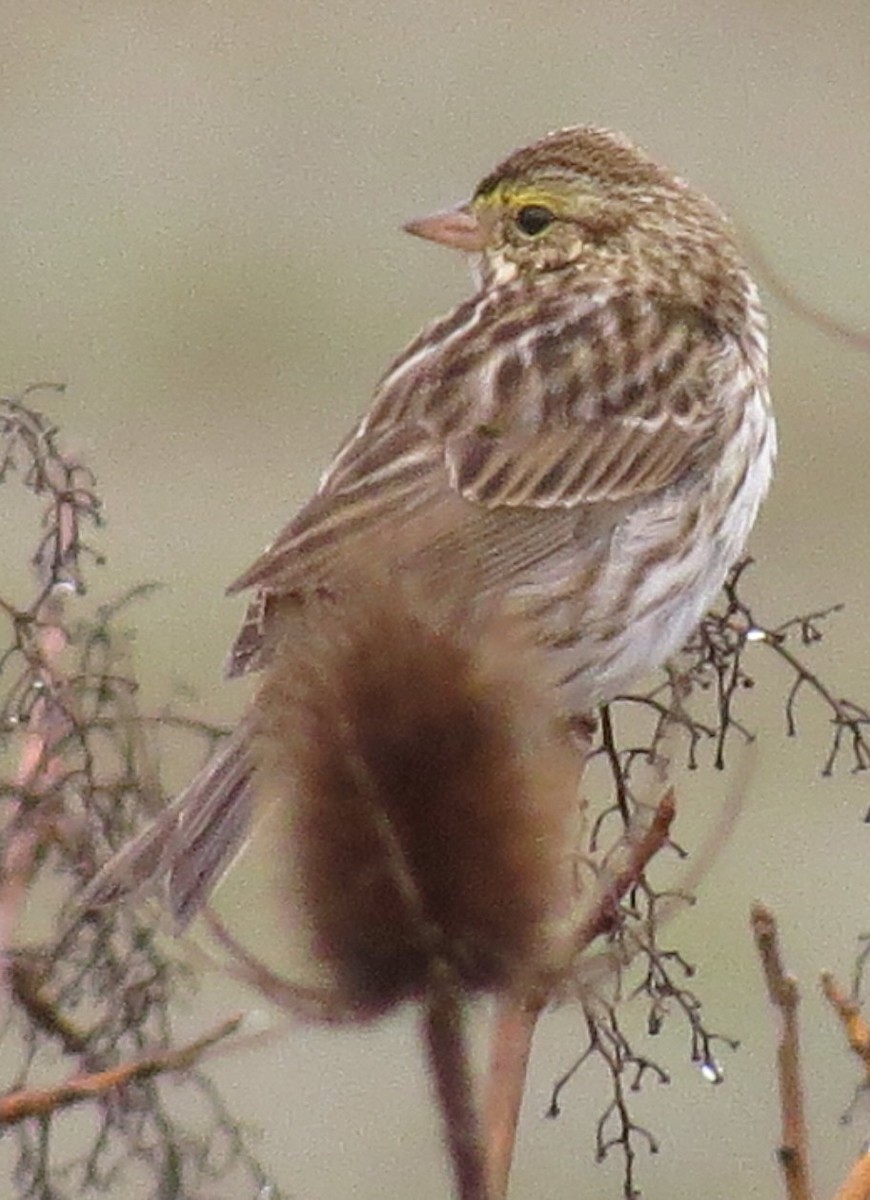 Savannah Sparrow - ML215039381