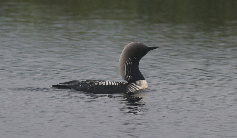 Pacific Loon - ML21503941