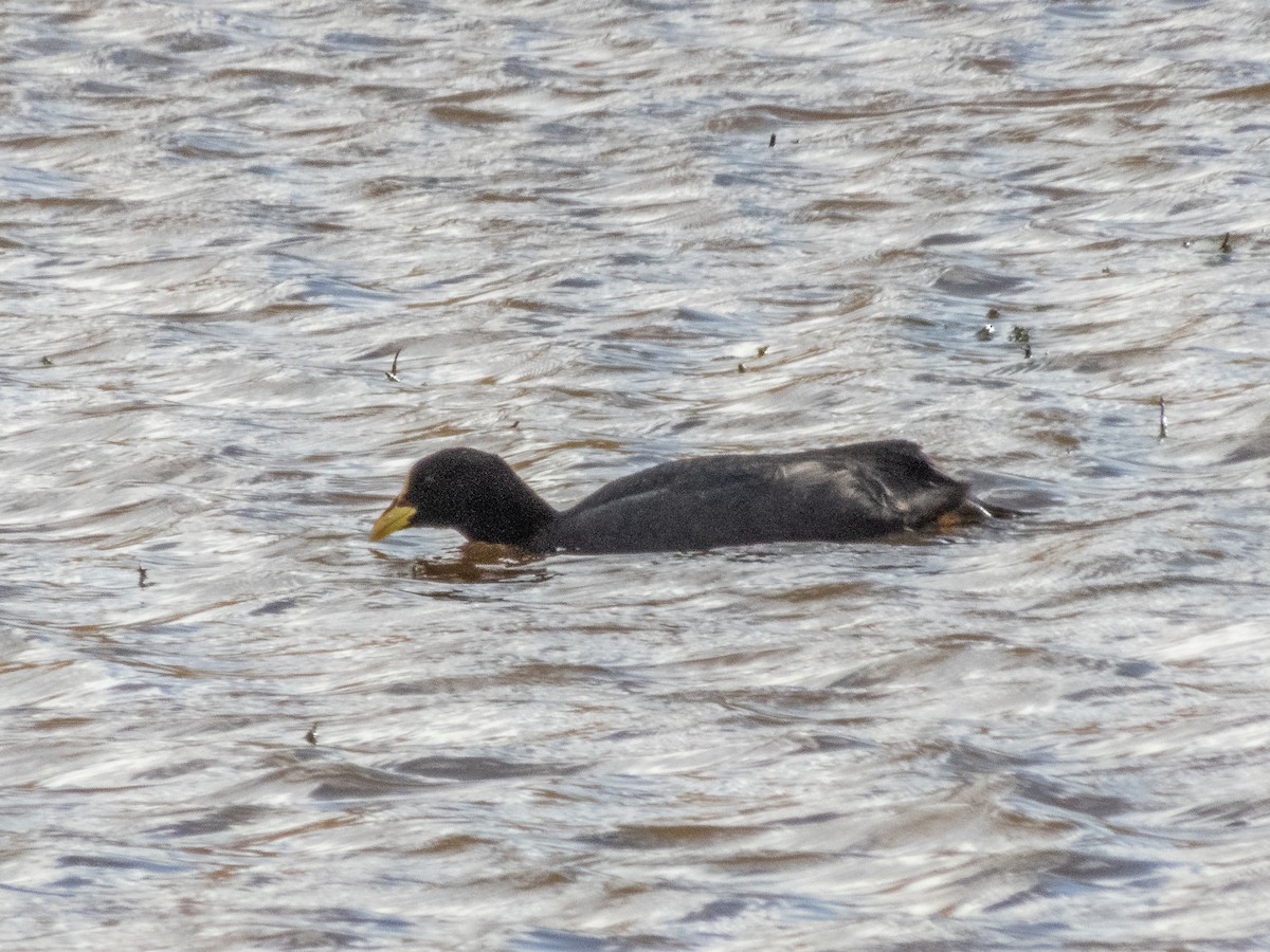 Red-gartered Coot - Darryl Ryan