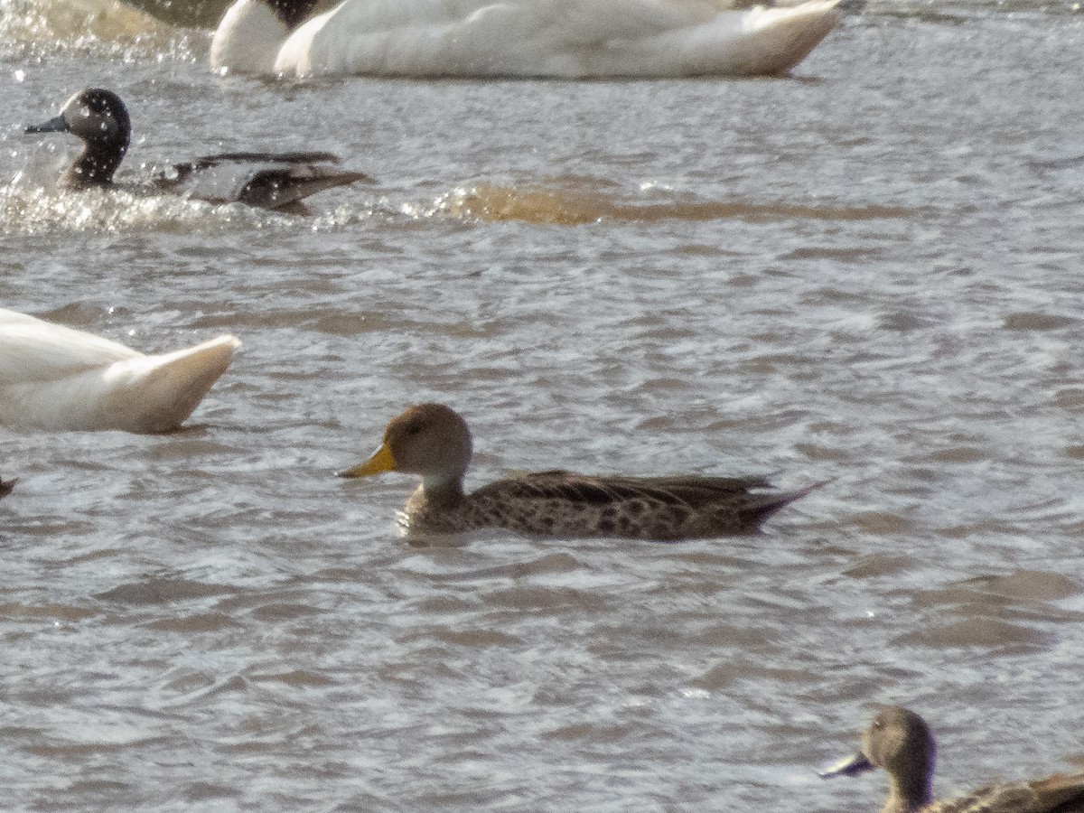 Yellow-billed Pintail - ML215040981