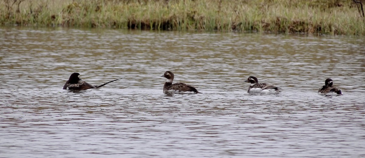 Long-tailed Duck - ML215042821