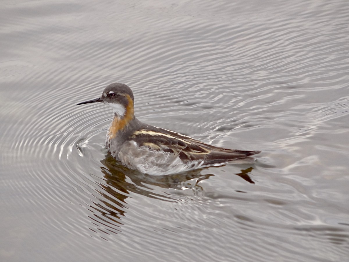 Red-necked Phalarope - Javier Atrio