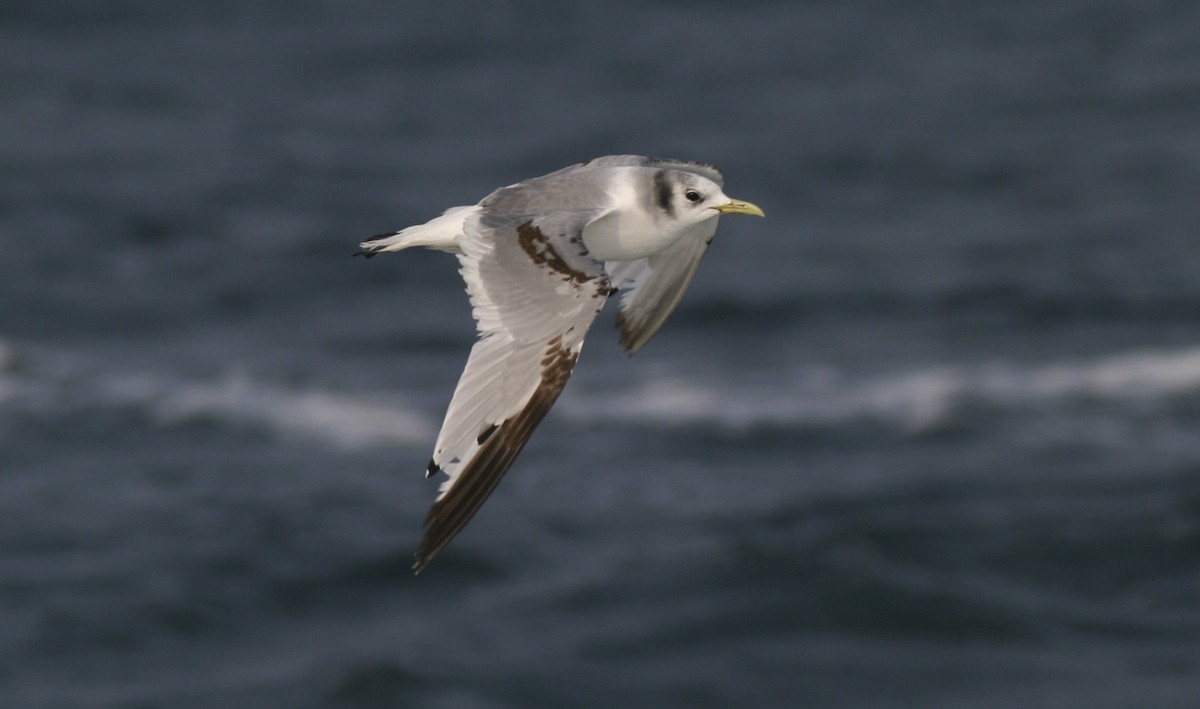 Black-legged Kittiwake - Brian Sullivan