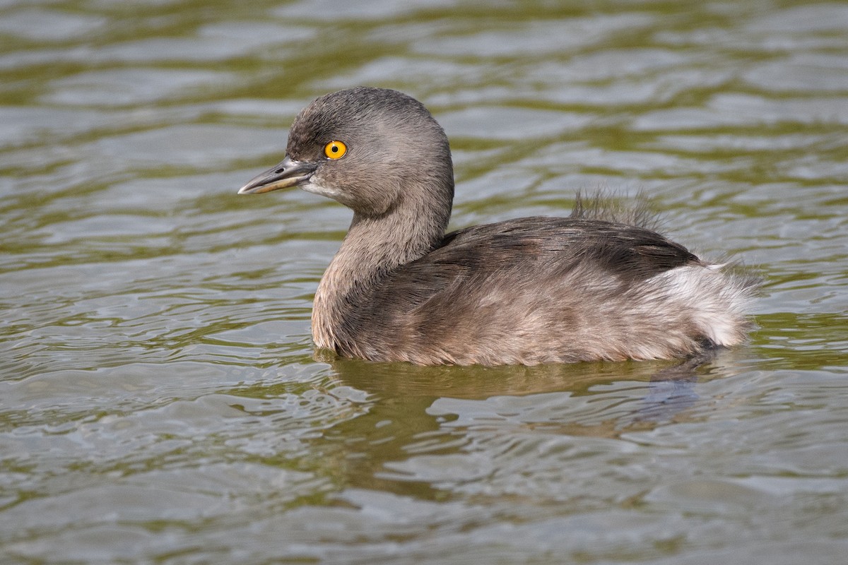 Least Grebe - ML215045211