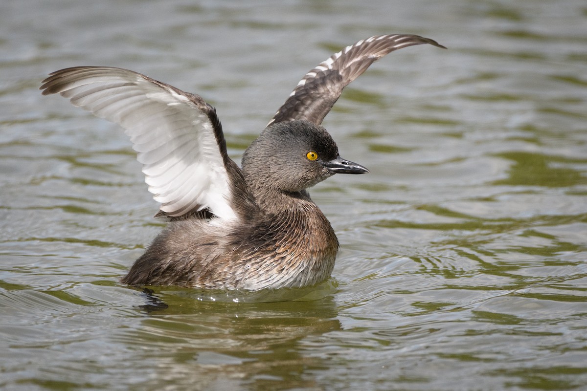 Least Grebe - Darren Clark