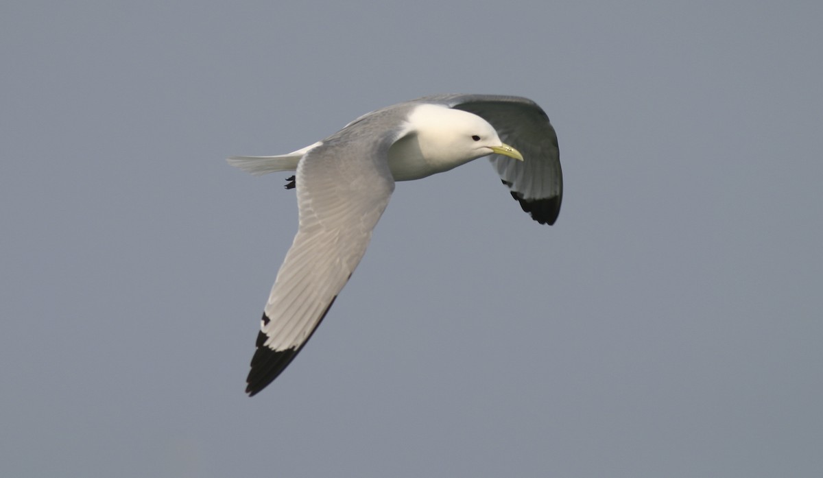 Mouette tridactyle - ML21504531