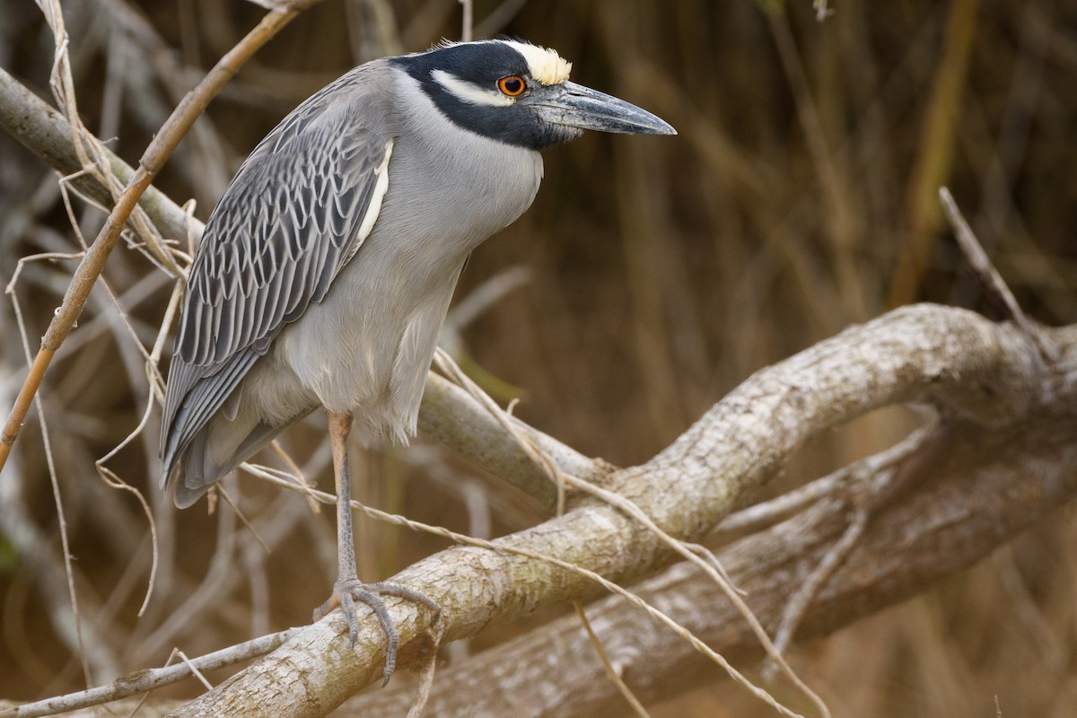 Yellow-crowned Night Heron - Darren Clark