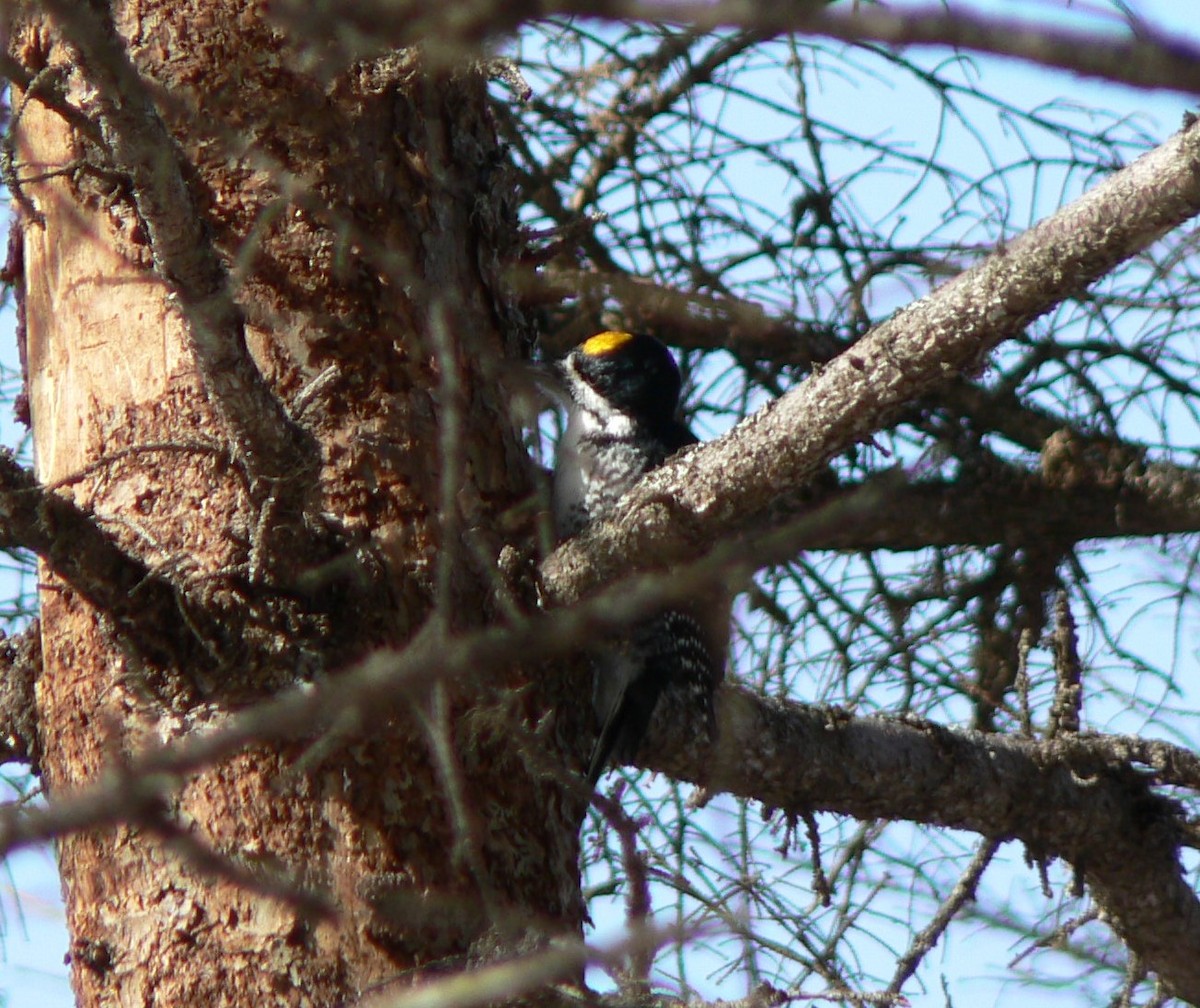 Black-backed Woodpecker - ML215045461