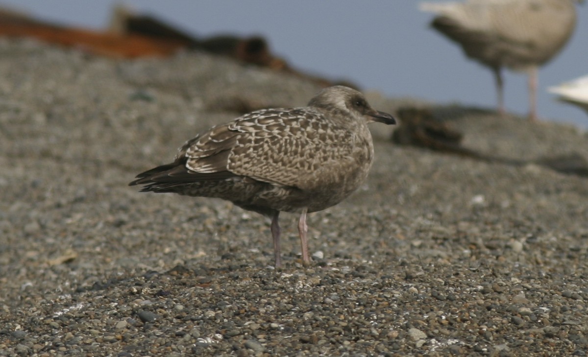 Herring Gull (Vega) - Brian Sullivan