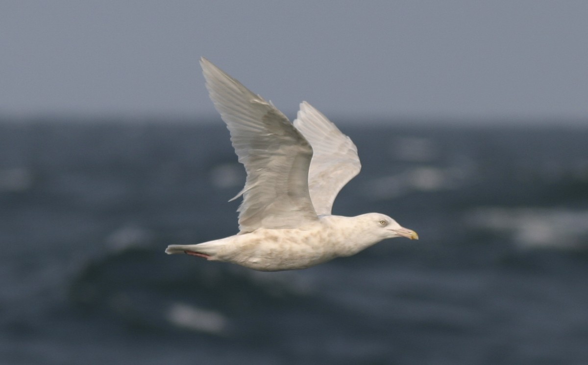 Glaucous Gull - ML21504601