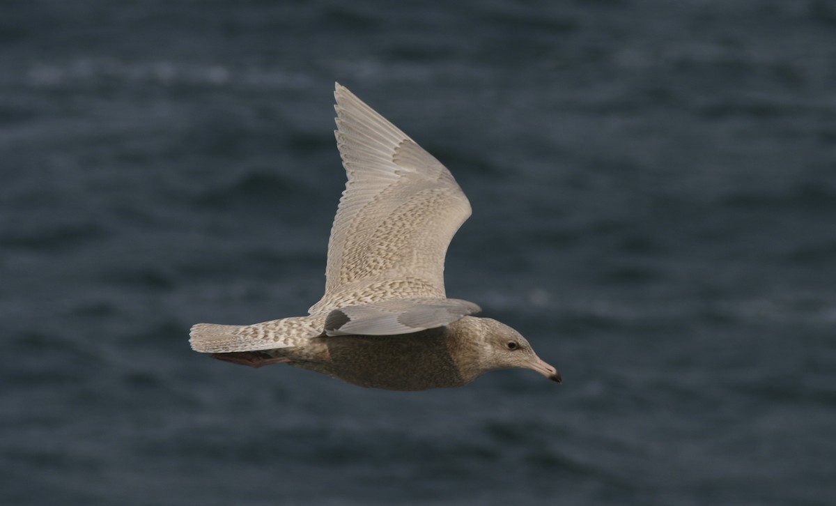 Glaucous Gull - ML21504621