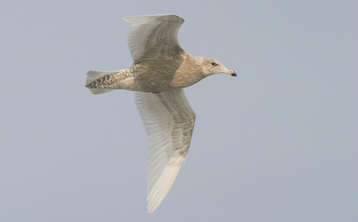 Glaucous Gull - Brian Sullivan