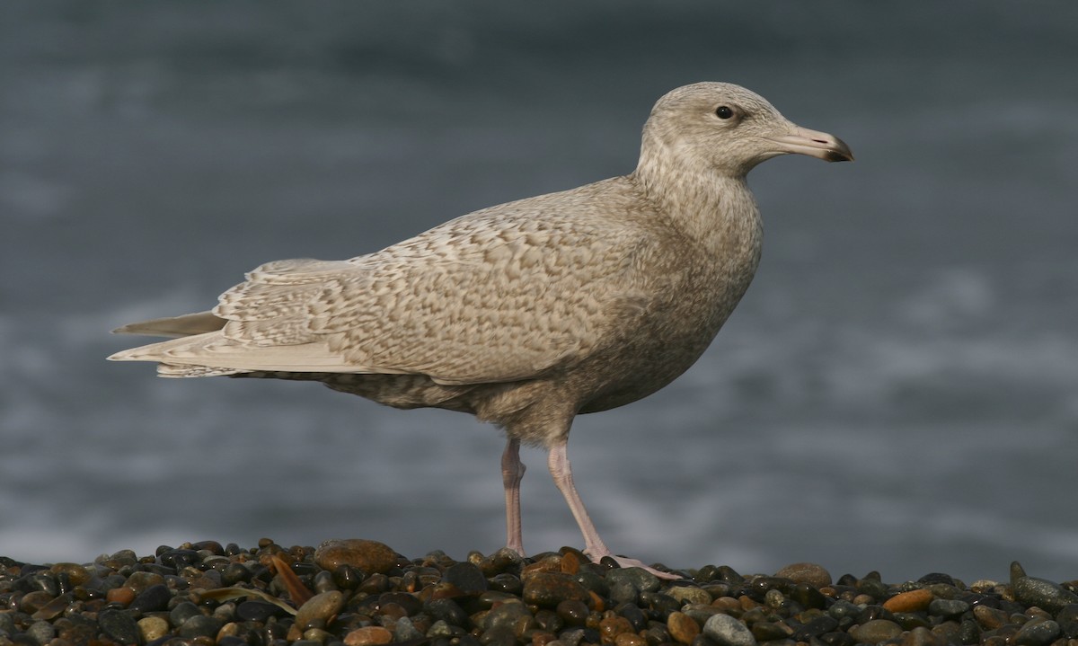 Glaucous Gull - ML21504651