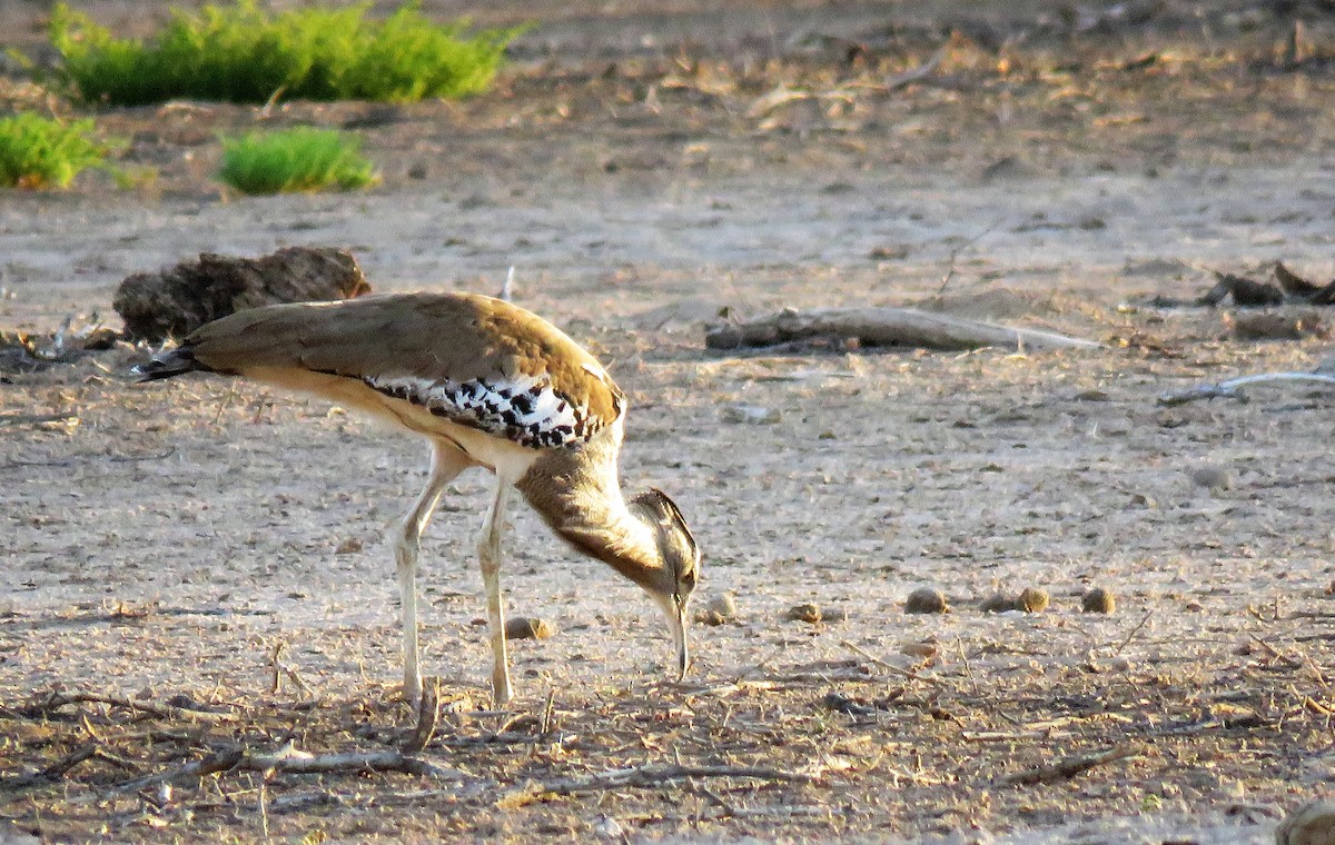 Kori Bustard - ML215046791