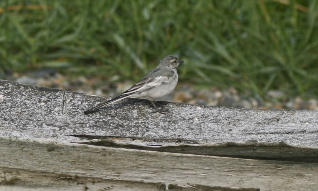 White Wagtail - Brian Sullivan