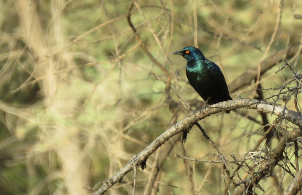 Cape Starling - ML215047401