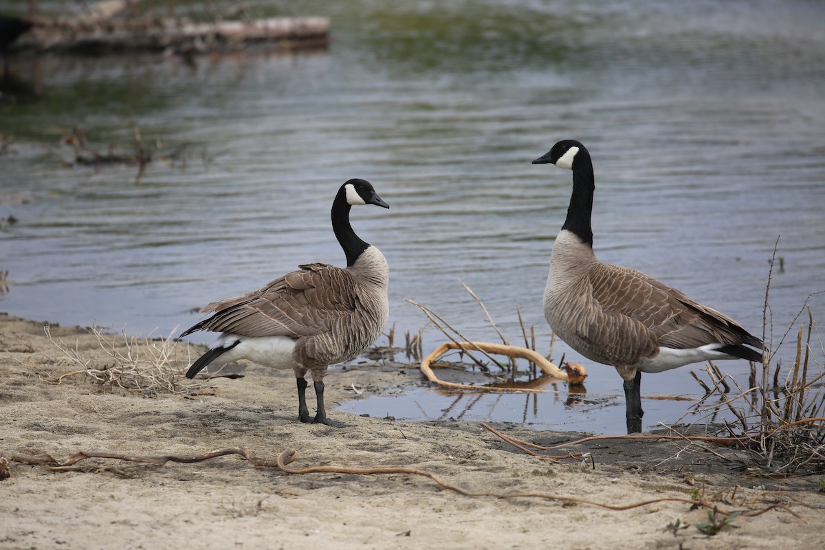 Canada Goose - ML215047521