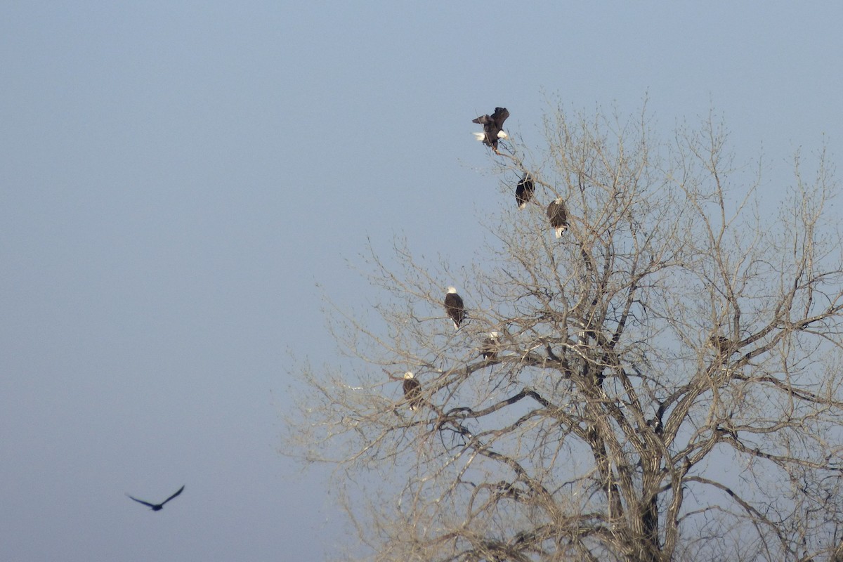 Bald Eagle - ML21504831