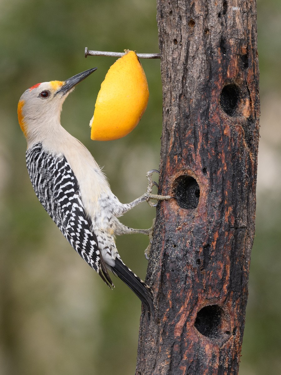 Golden-fronted Woodpecker - ML215050711