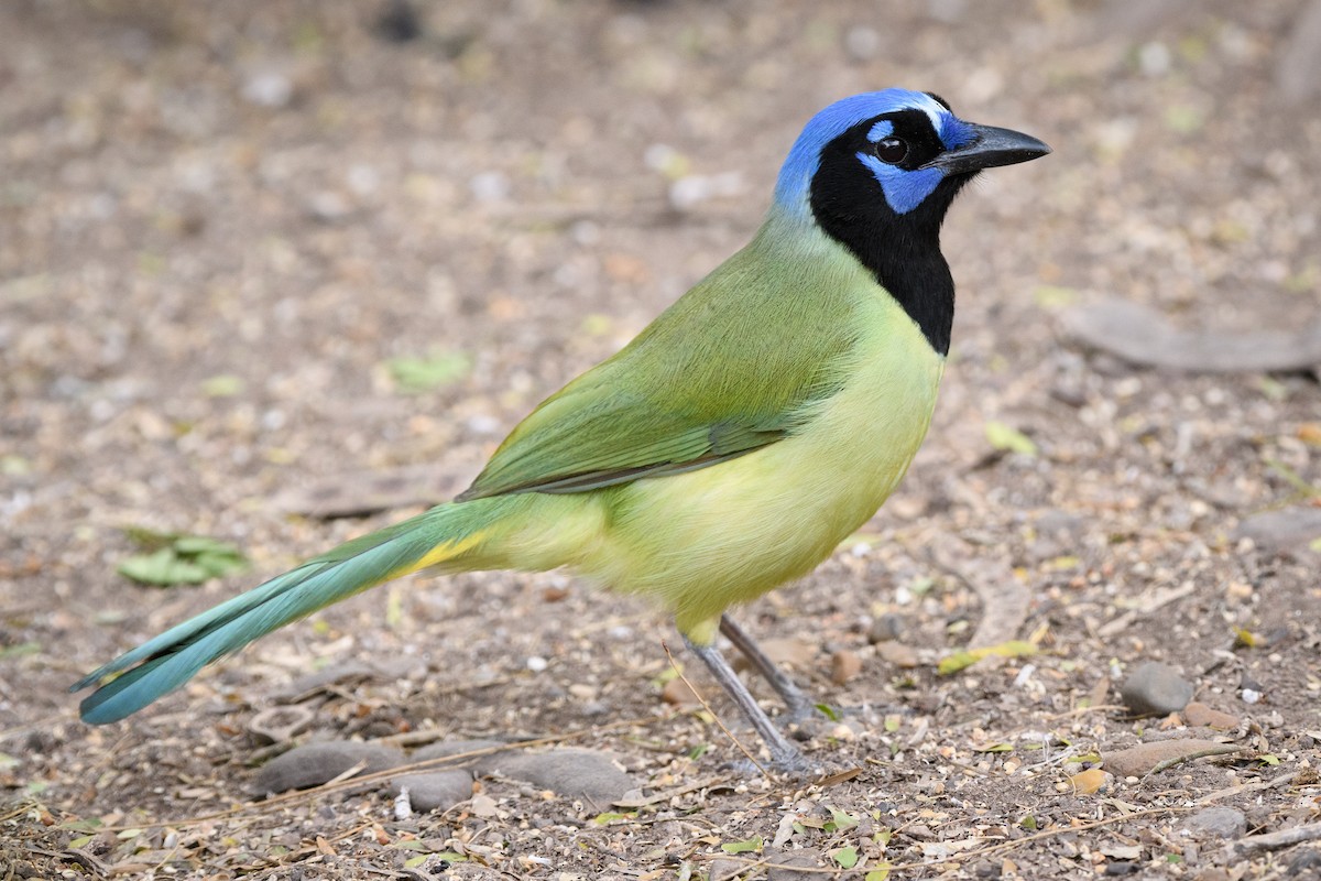 Green Jay - ML215050871