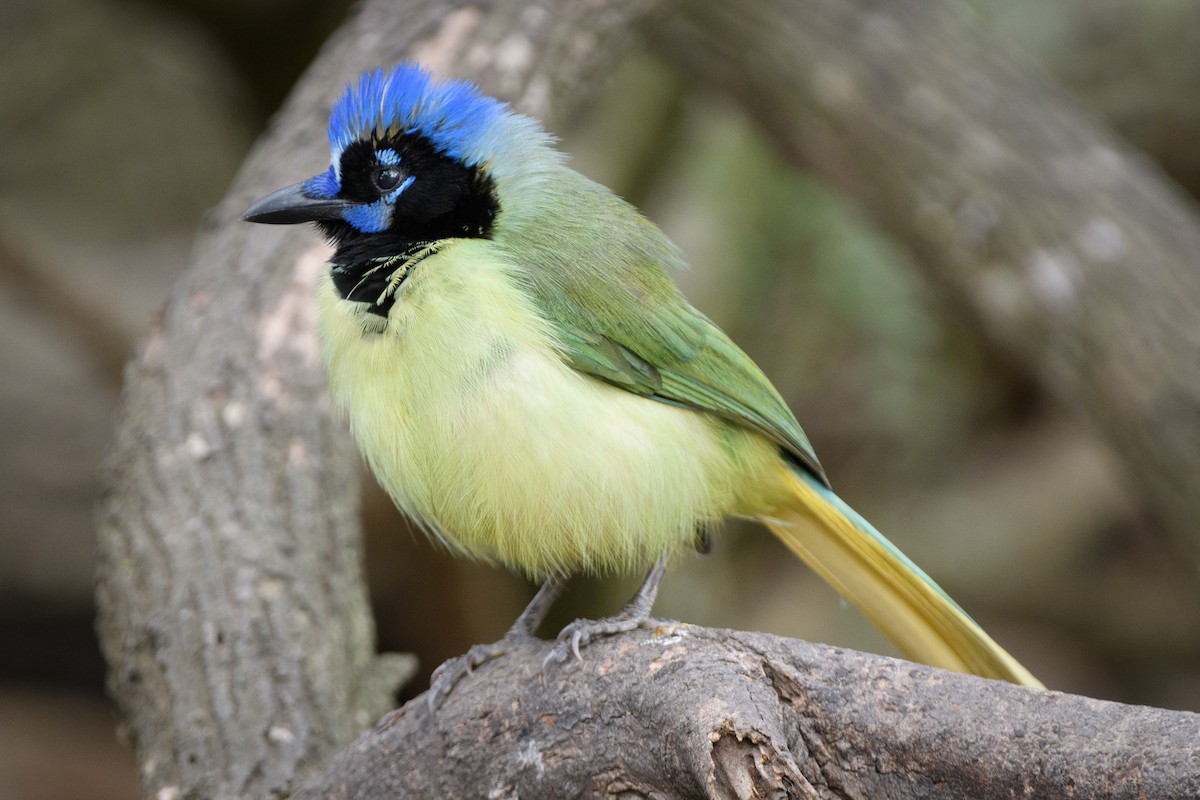 Green Jay - ML215050881