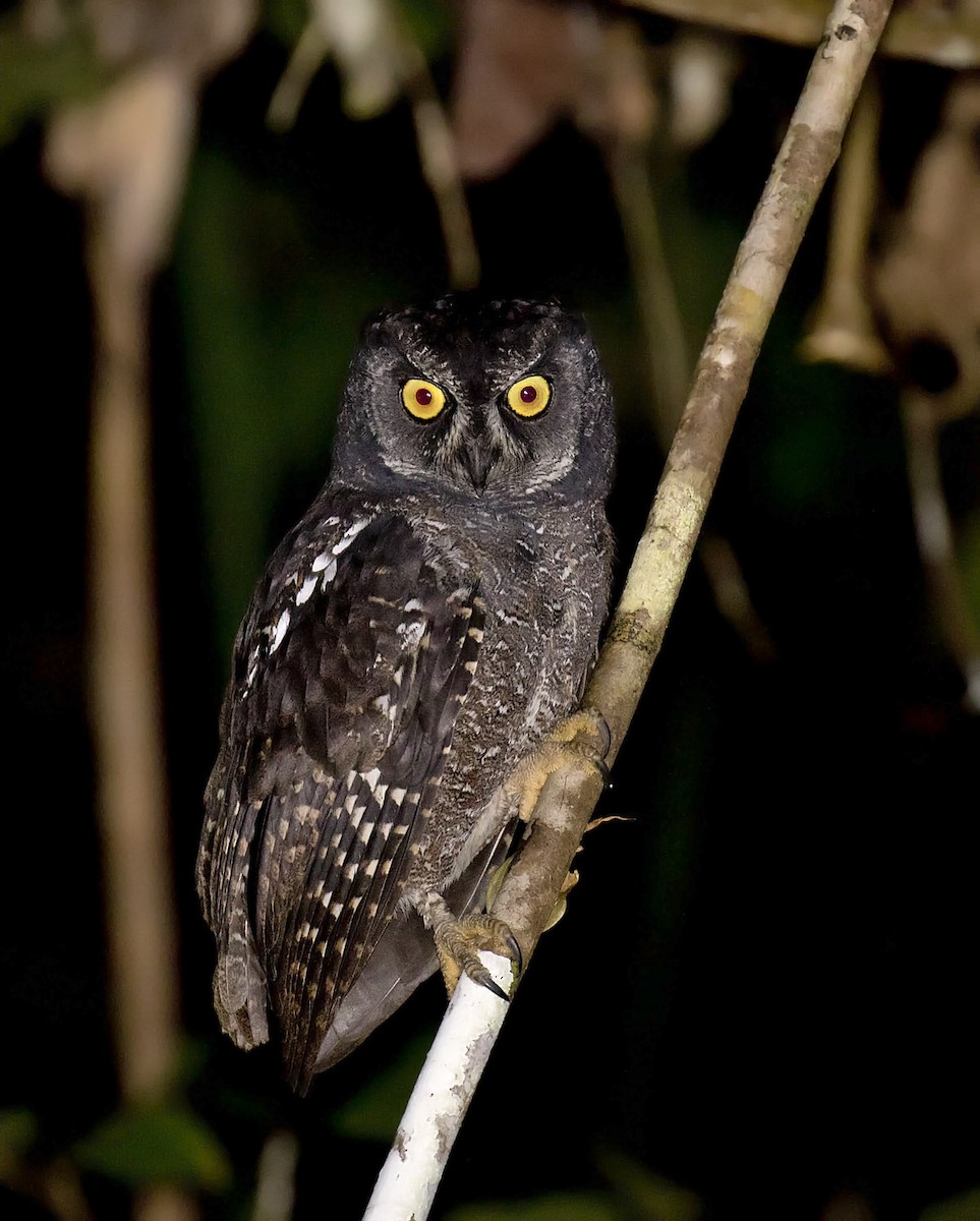 Biak Scops-Owl - Daniel López-Velasco | Ornis Birding Expeditions