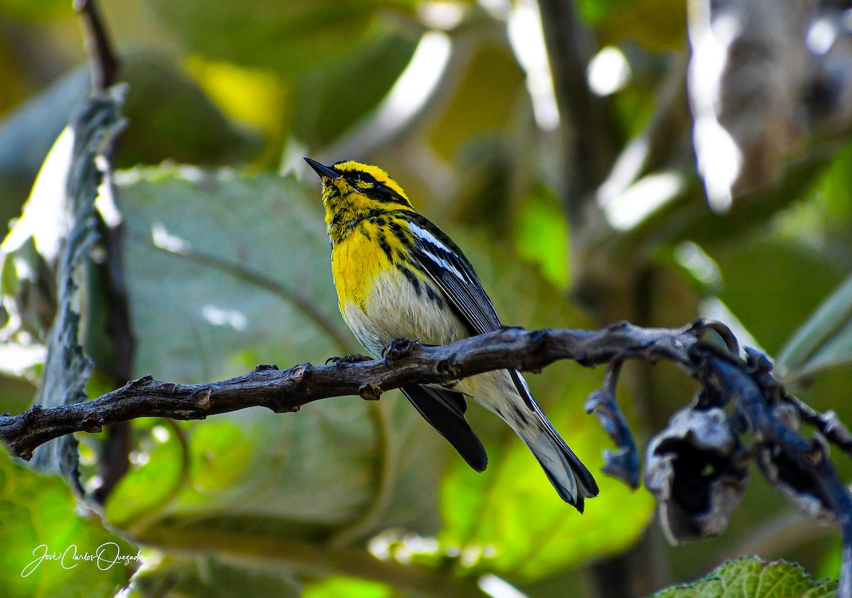 Townsend's Warbler - ML215051301