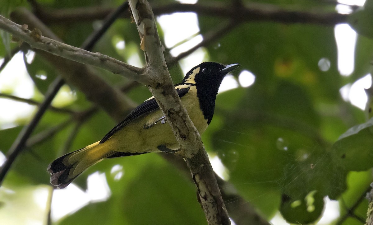 Biak Monarch - Daniel López-Velasco | Ornis Birding Expeditions