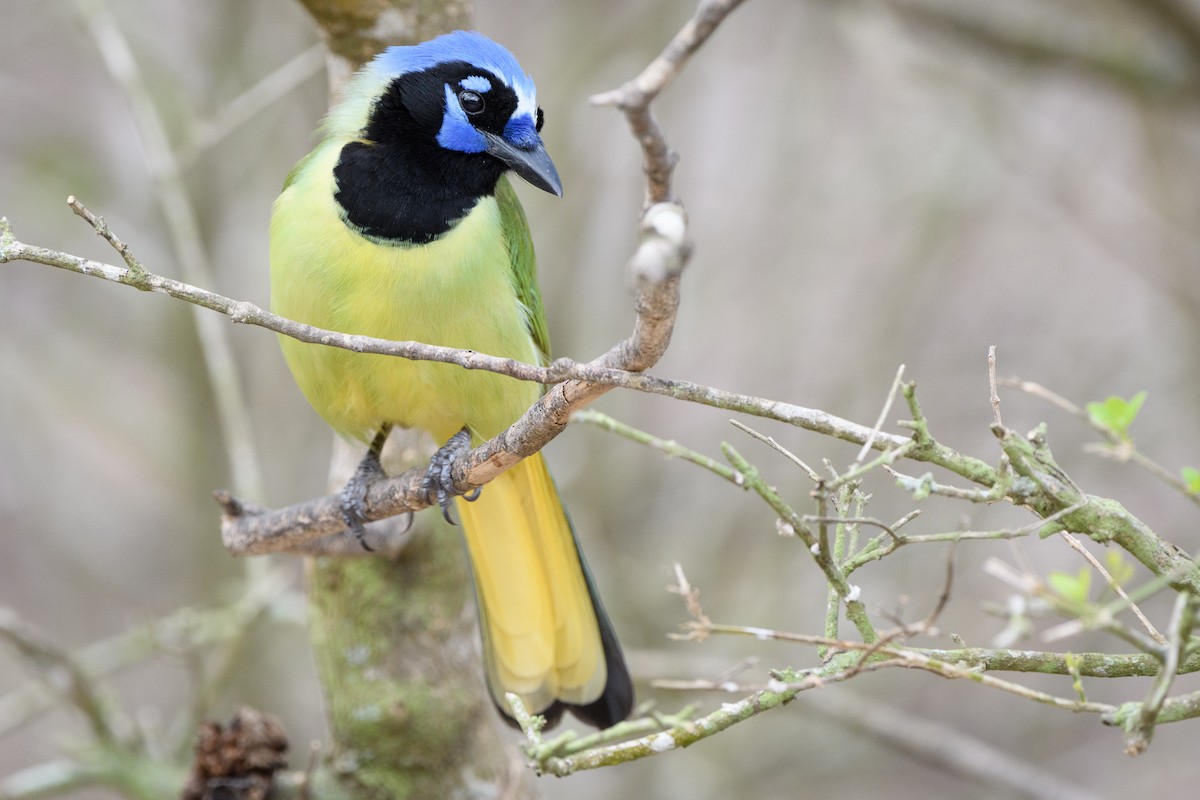 Green Jay - ML215051451