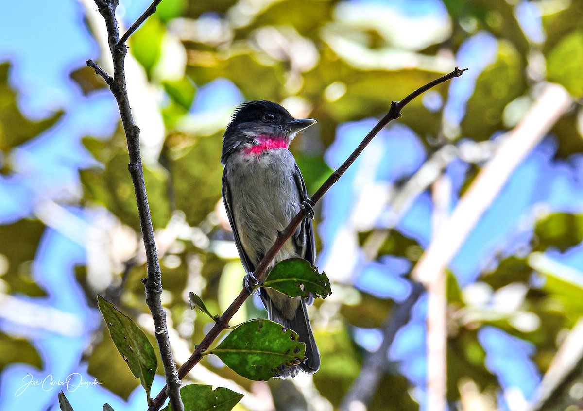 Rose-throated Becard - ML215051491