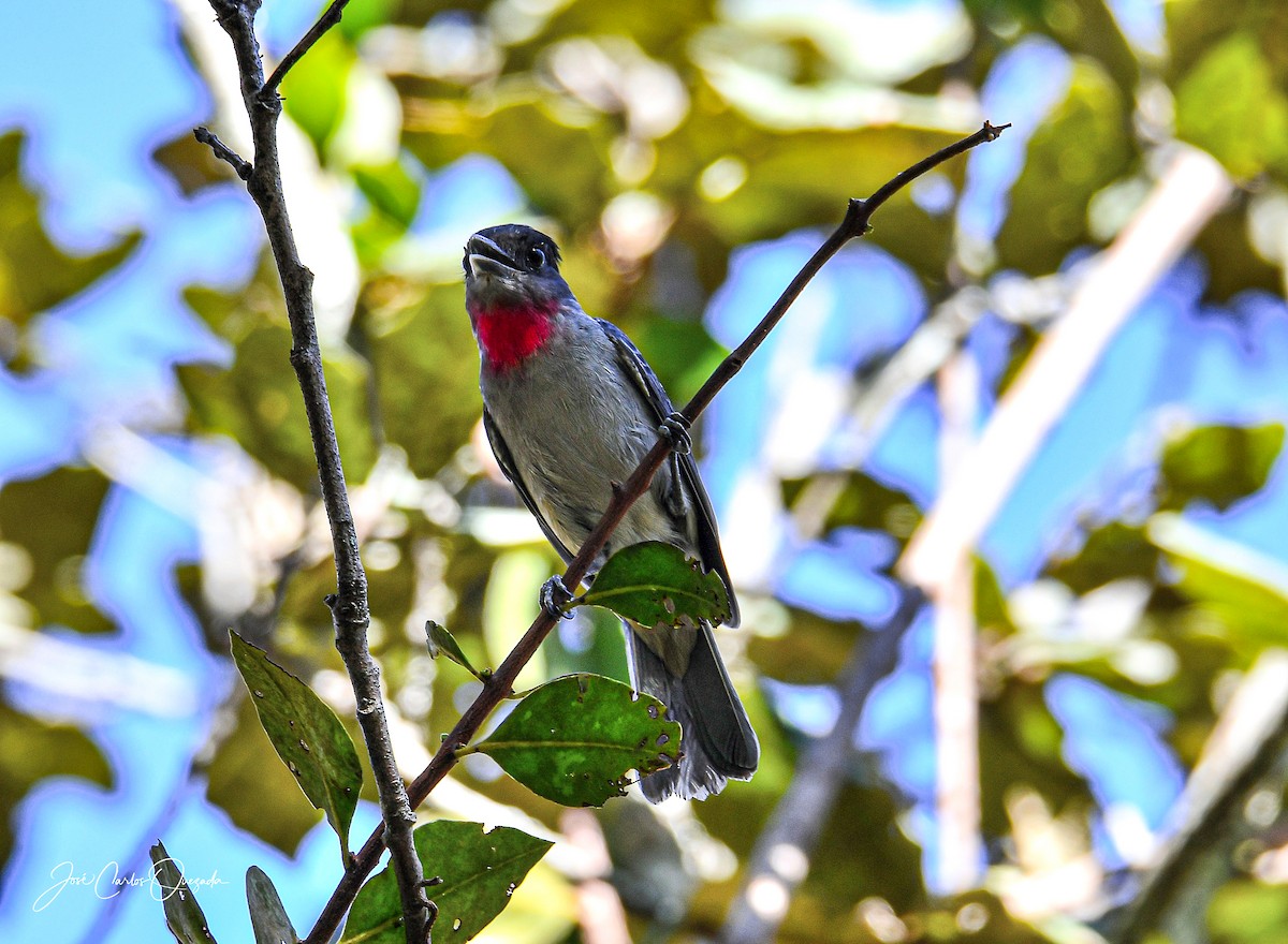 Rose-throated Becard - ML215051511