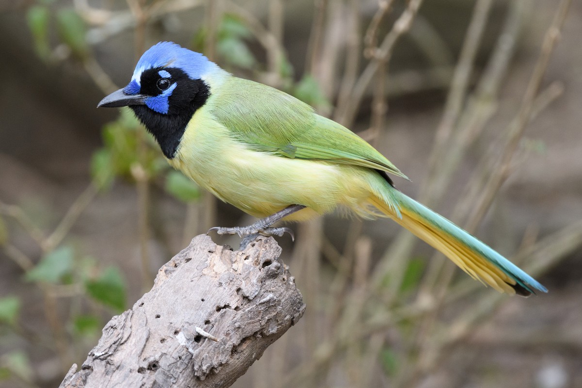 Green Jay - ML215051641