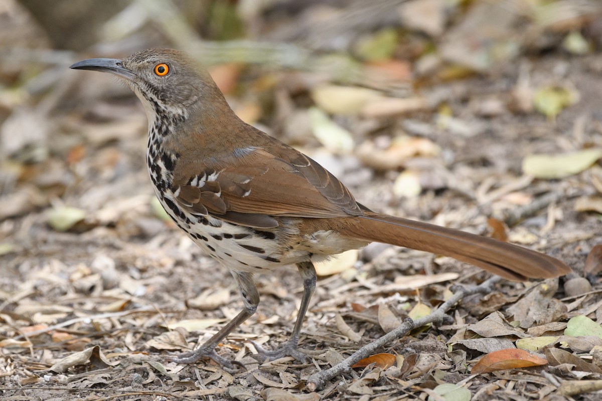 Long-billed Thrasher - ML215051781