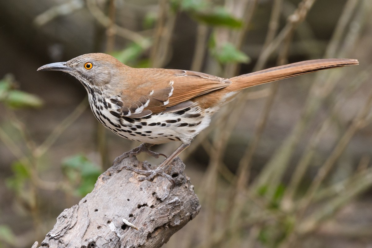 Long-billed Thrasher - Darren Clark