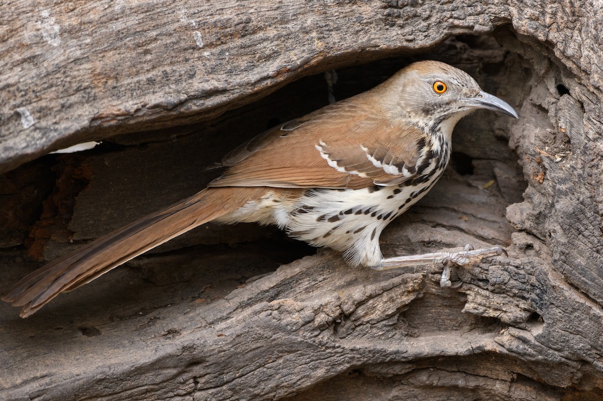 Long-billed Thrasher - ML215051911