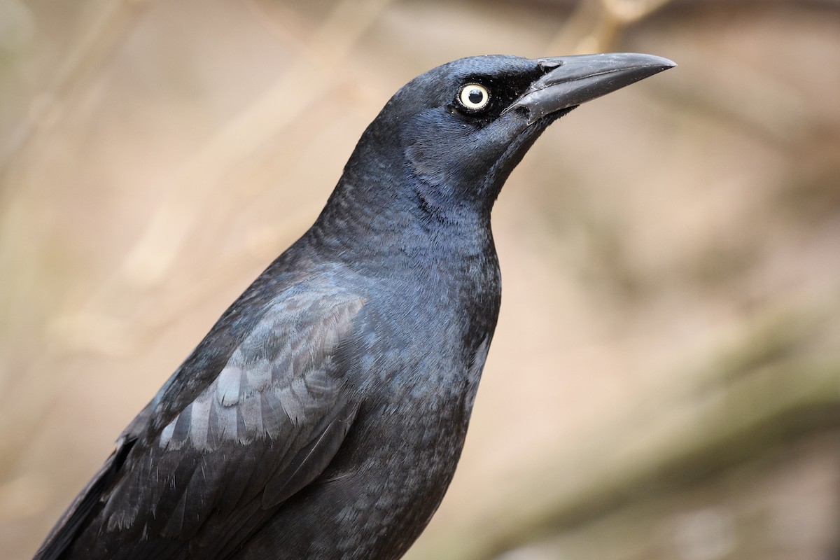 Great-tailed Grackle - ML215052011