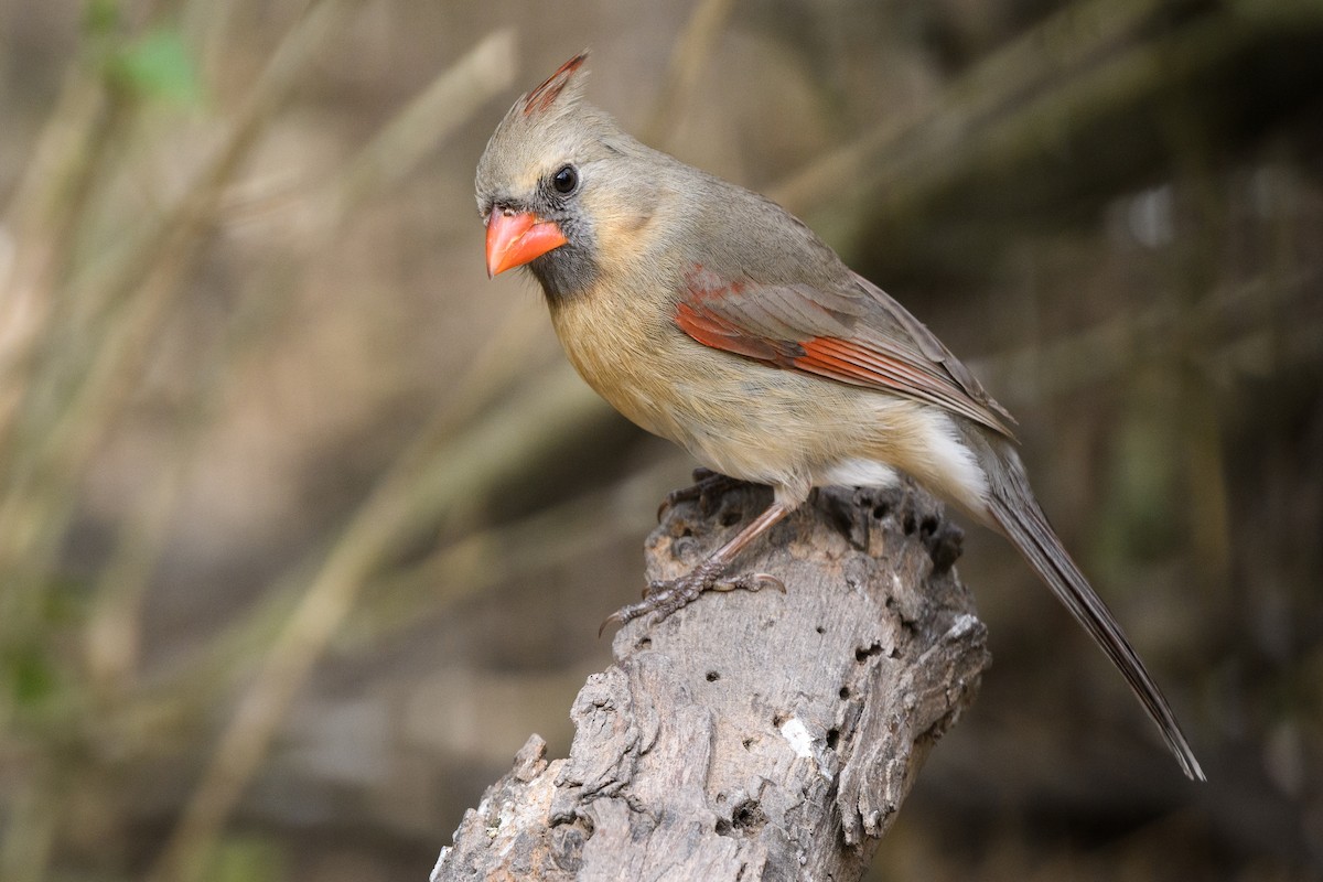 Northern Cardinal - ML215052071