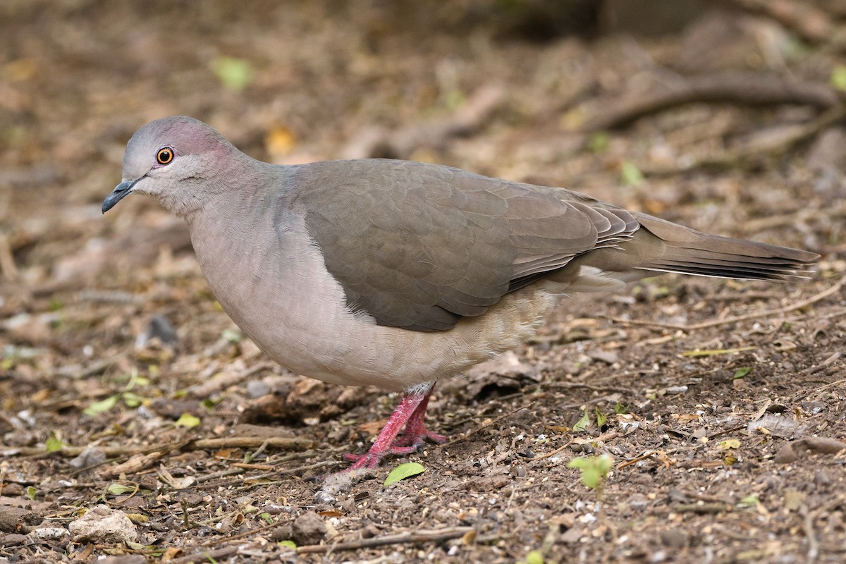White-tipped Dove - Darren Clark