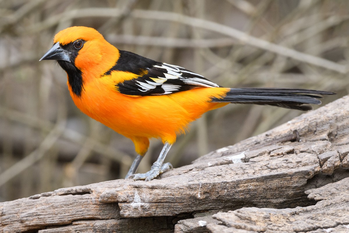 Altamira Oriole - ML215052471