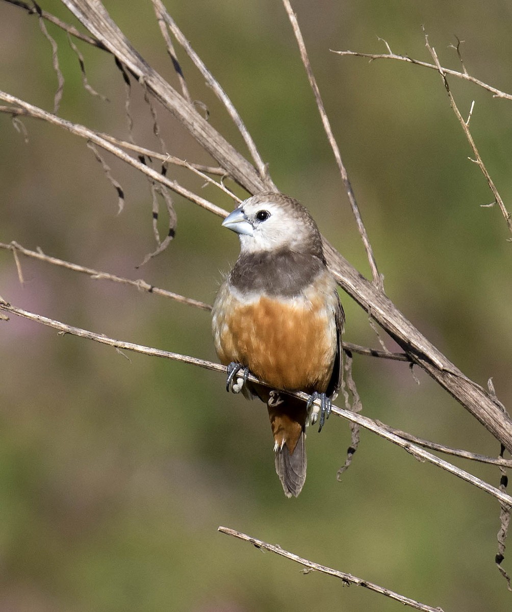 Gray-banded Munia - Daniel López-Velasco | Ornis Birding Expeditions
