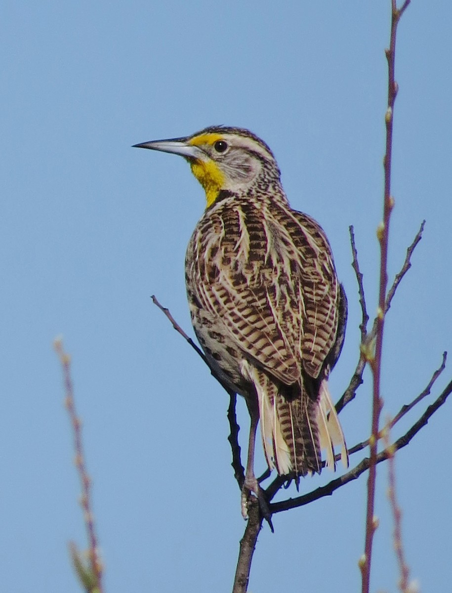 Western Meadowlark - Marya Moosman