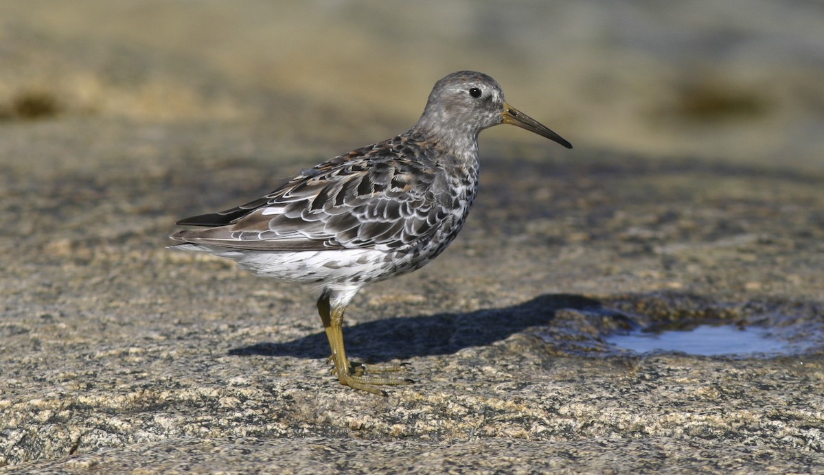 Rock Sandpiper - Brian Sullivan