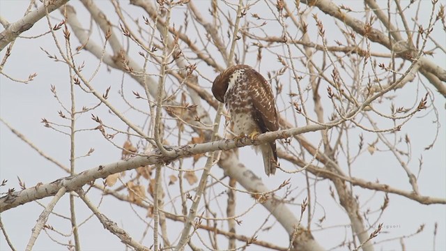 Red-tailed Hawk (calurus/alascensis) - ML215056161