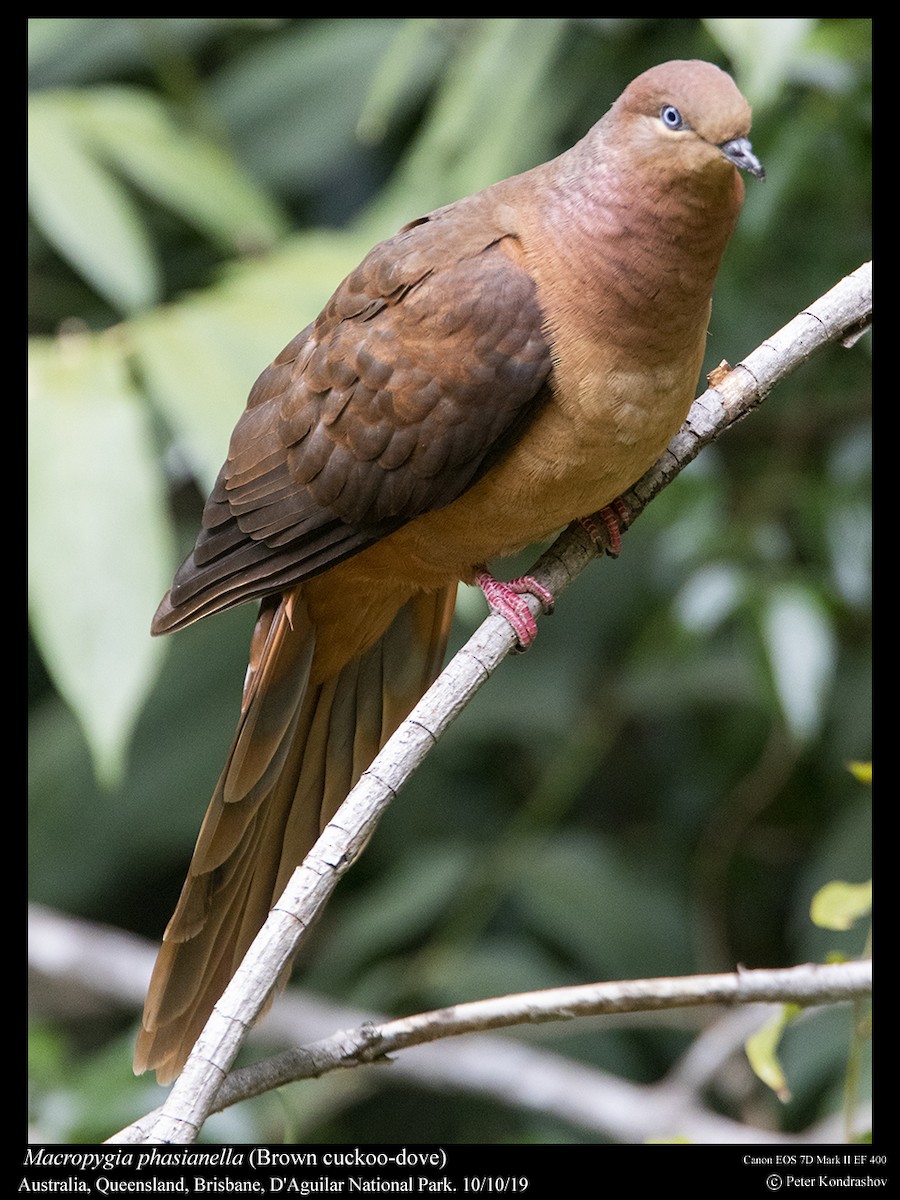 Brown Cuckoo-Dove - Peter Kondrashov