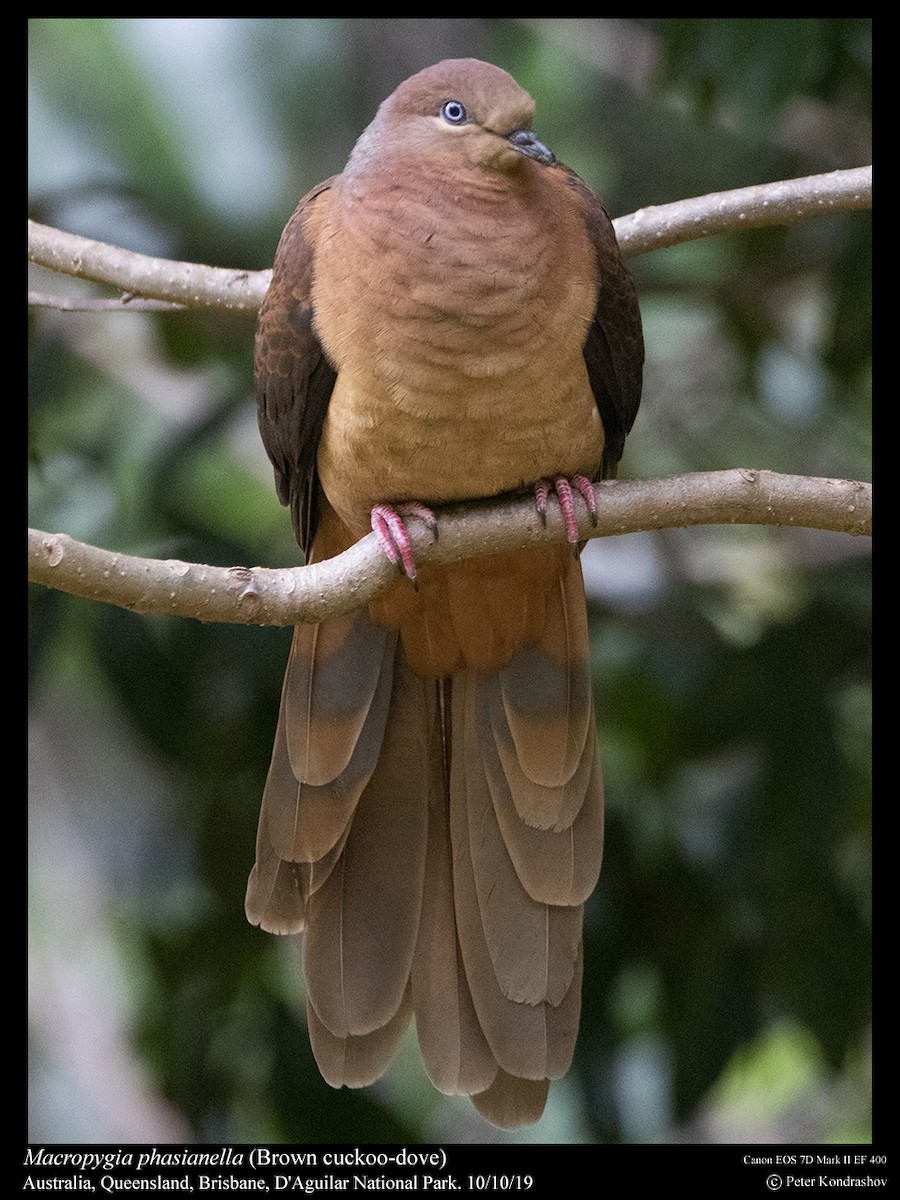 Brown Cuckoo-Dove - ML215059521