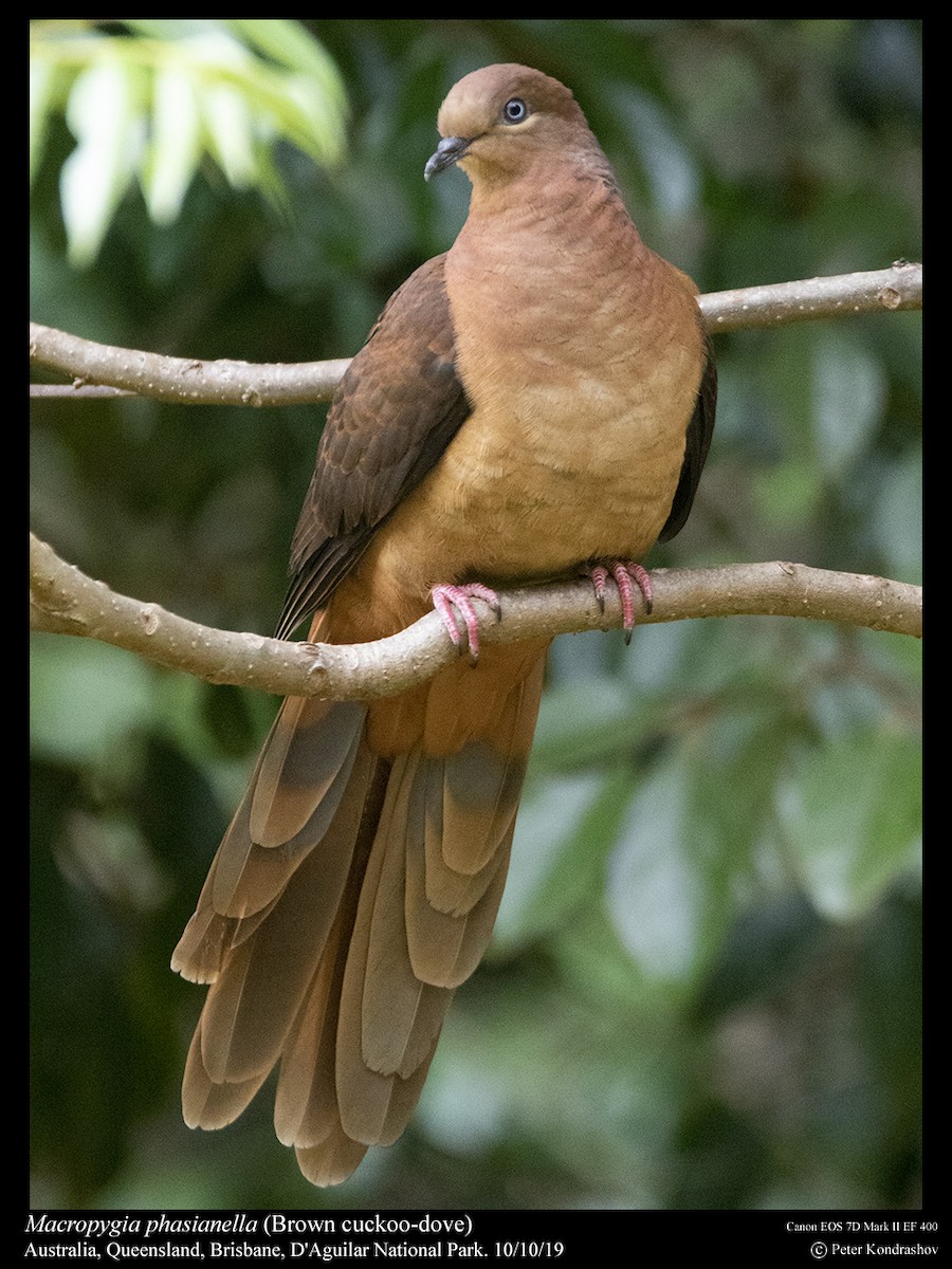 Brown Cuckoo-Dove - ML215059531