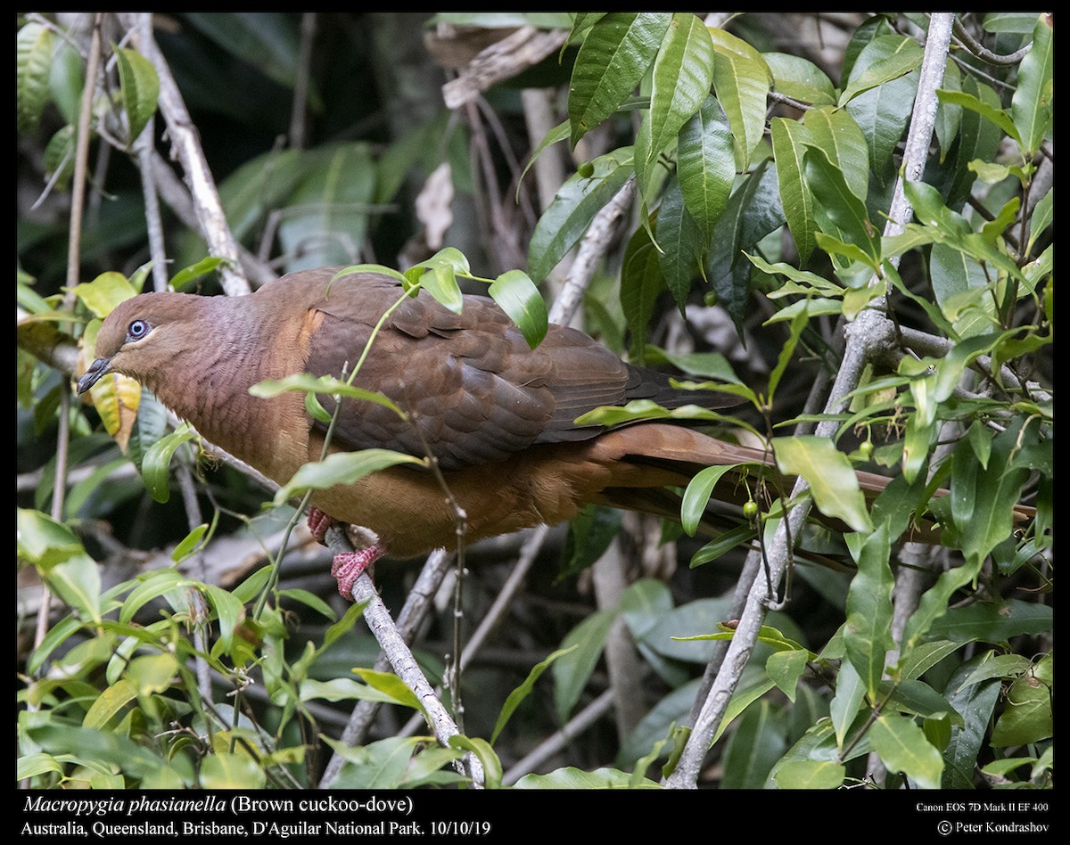 Brown Cuckoo-Dove - ML215059561